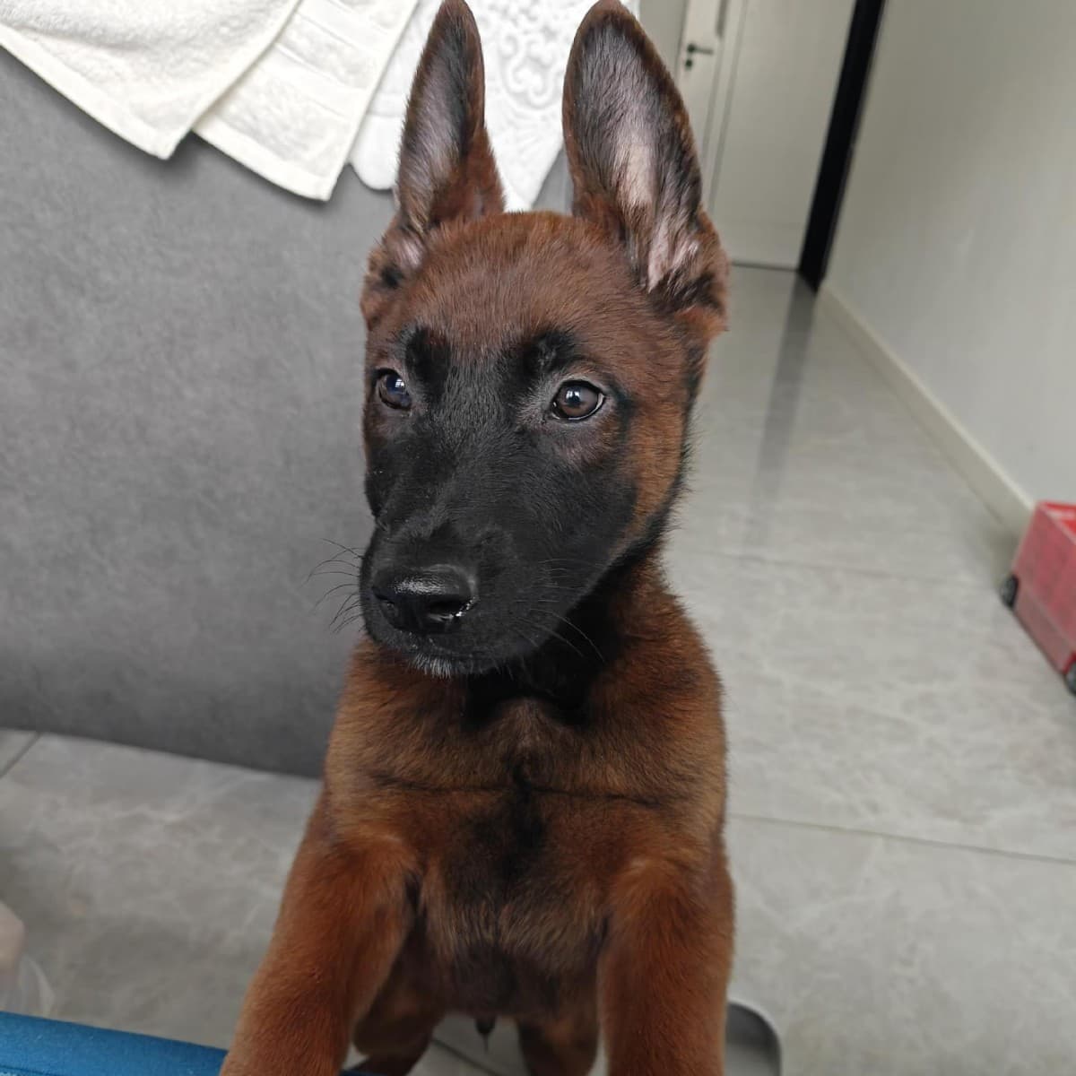 Purebred Belgian Malinois Puppies, Live Military Dogs, Police Dogs, Popular Malinois, Malinois for Home Protection, Guard Dogs