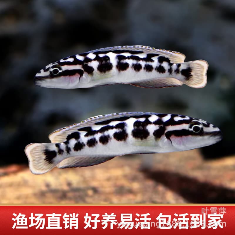 Checkerboard Cichlid African Cichlid Live Fish Mbuna Tanganyikan Cichlid Hardy Easy to Keep Tropical Ornamental Fish Freshwater Fish Wholesale