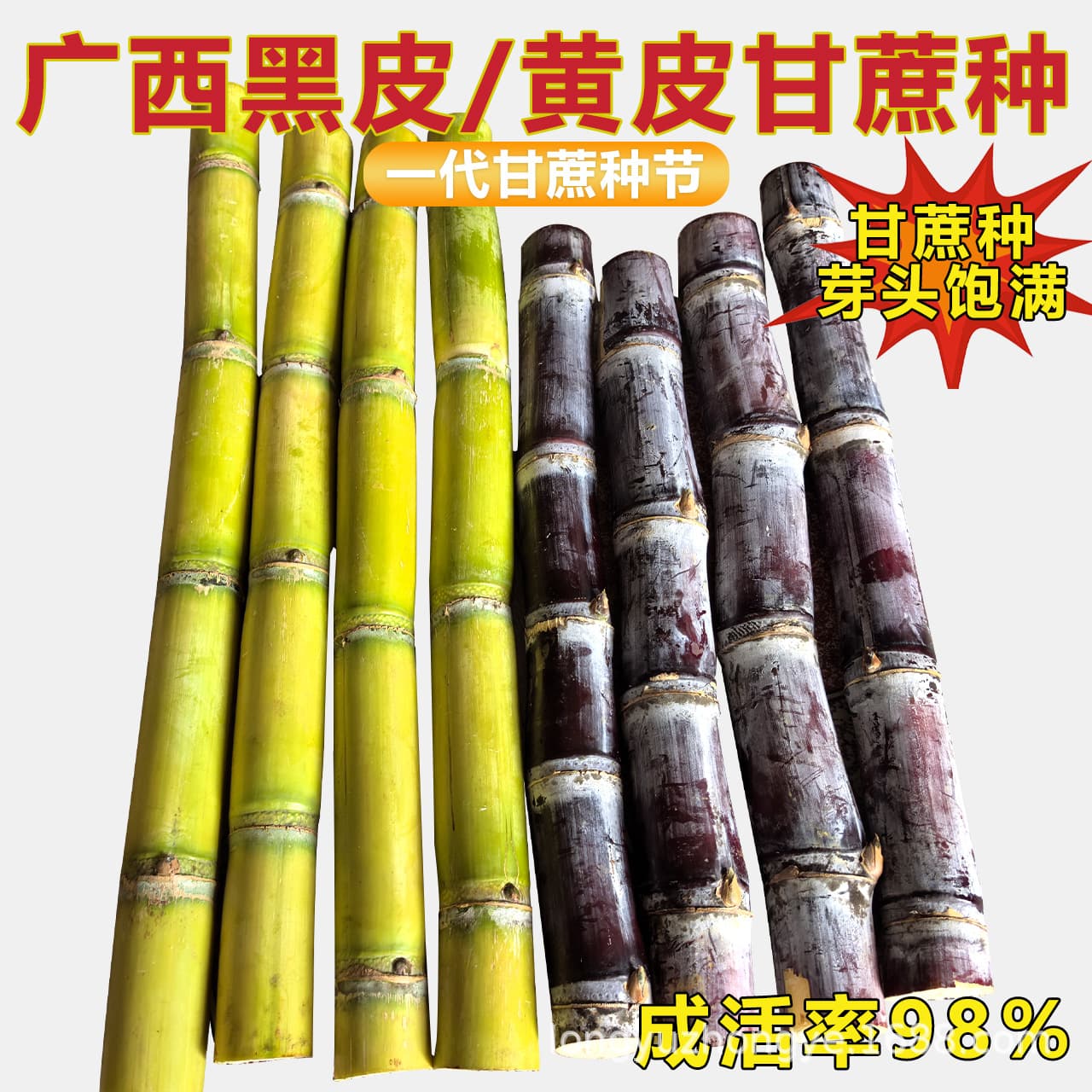 Black-skinned sugarcane seedlings, yellow-skinned sugarcane seedlings, green-skinned sugarcane seedlings, genuine first-generation sugarcane seedlings, fruit sugarcane seedlings