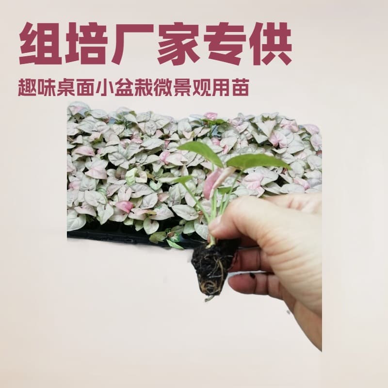 Manufacturers supply large quantities of flowers, green plants, neon yam source, foliage tabletop plants, small potted seedlings wholesale
