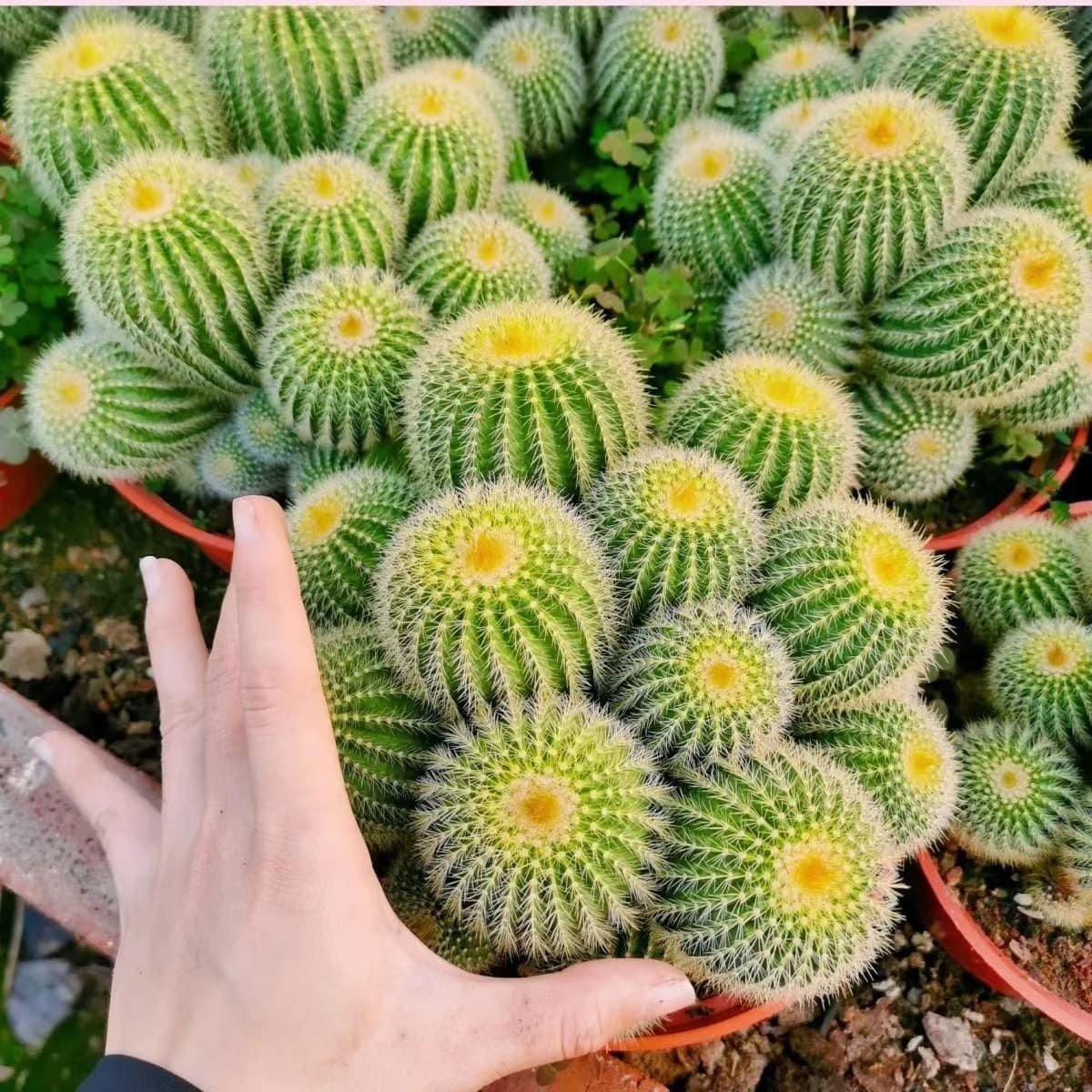 Qunsheng Multi-Head Cactus Cluster Pot, Large Golden Barrel Cactus, Green Succulent Prickly Plant, Desktop Decoration