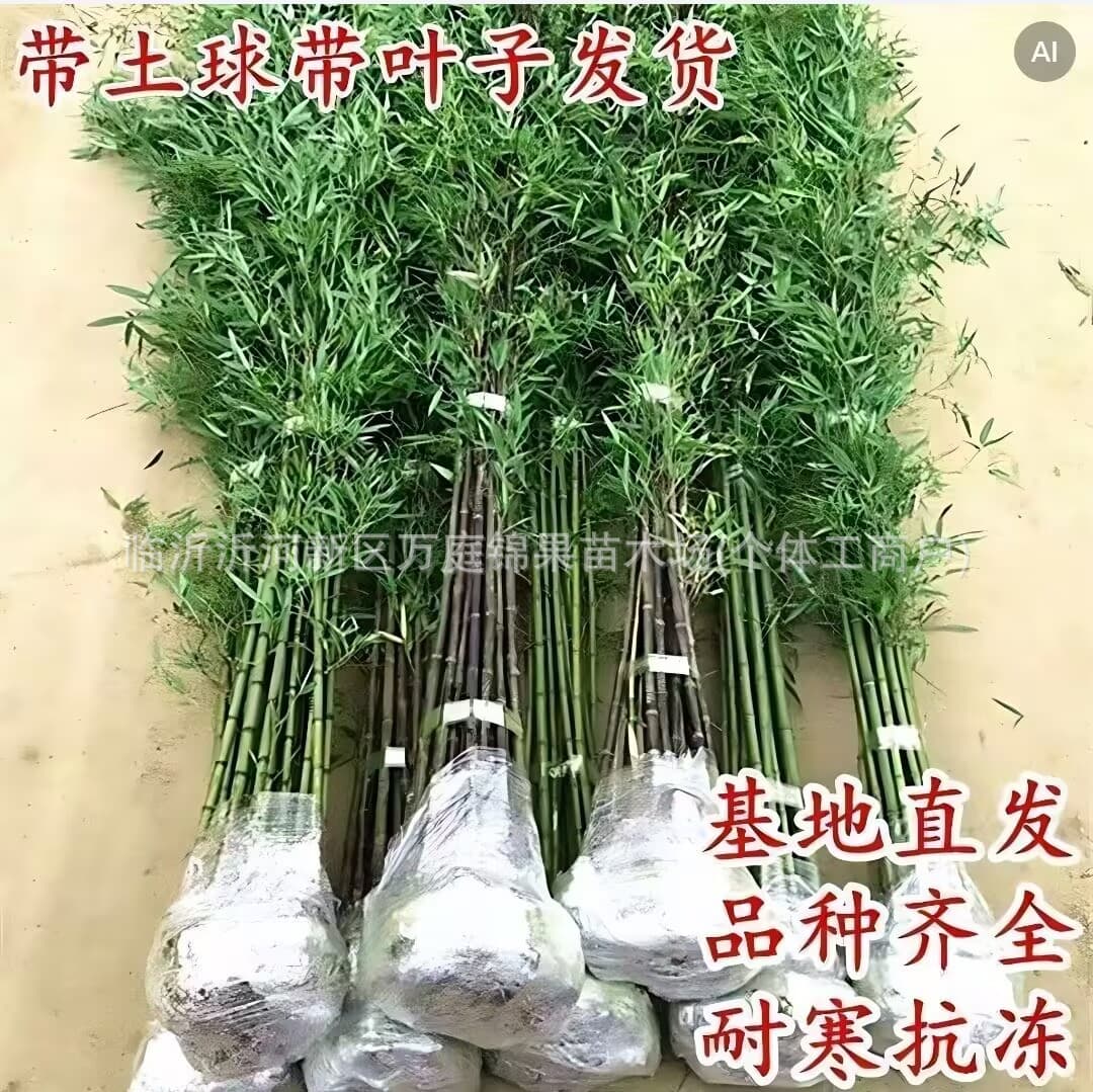 Purple Bamboo Seedlings for Courtyard Hedging Projects, Wholesale Purple Bamboo, Purple Bamboo Price, Bamboo Seedlings