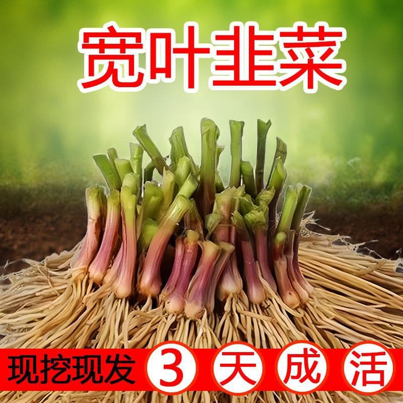New Leek Root Seedlings, Purple Root Broad-Leaf and Red Root Four-Season Thin-Leaf Leek Roots Wholesale for Pot, Balcony, and Indoor Vegetable Sprouts