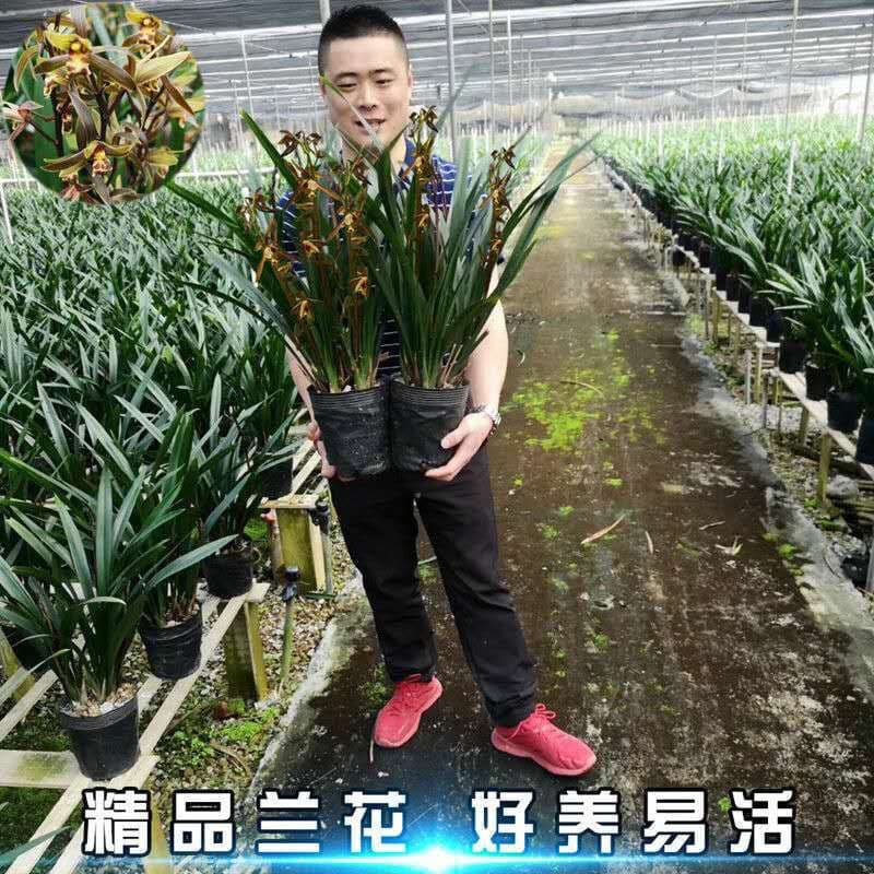 New Year Flower Qi Hei Mo Lan, Indoor Living Room Balcony Orchid Seedling, Broad-Leaf Orchid with Subtle Fragrance, Imported Mo Lan with Strong Scent