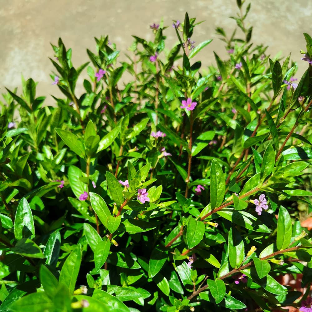 Direct supply from base: Baby's Breath seedlings, Baby's Breath cup seedlings, Golden Leaf Baby's Breath seedlings, flower potted plant wholesale