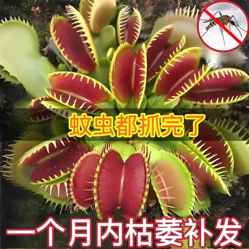Venus Flytrap Carnivorous Plant Pitcher Plant Sundew Easy-Care Potted Plant for Kids