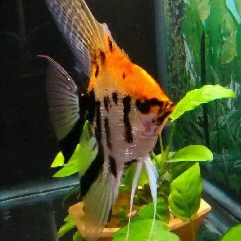 Tropical Fish Ornamental Fish Panda Angelfish Swallow Fish Swallow Fish Tricolor Swallow Fish Tricolor Angelfish