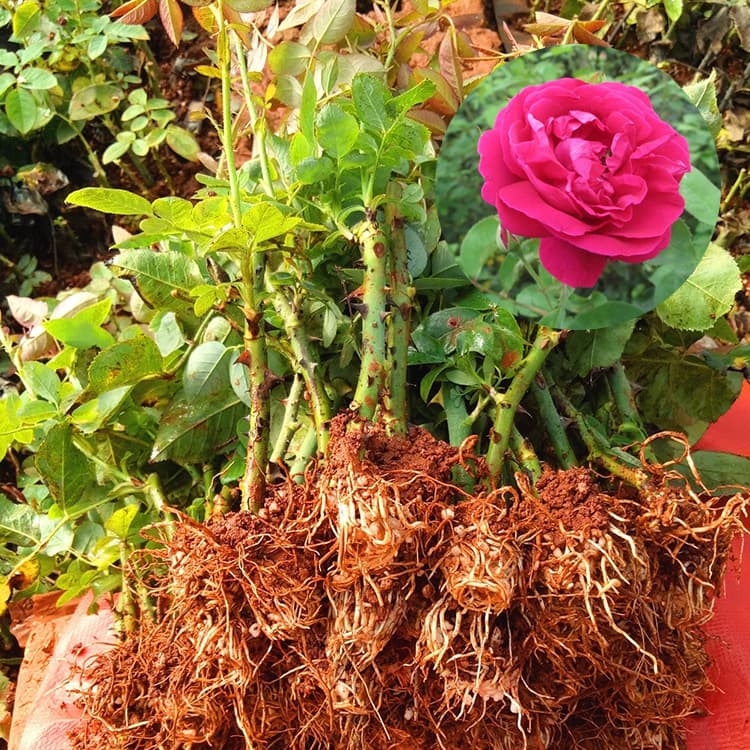 Direct sales from our base: Edible roses, Yunnan red and black roses, year-round flowering landscaping rose seedlings