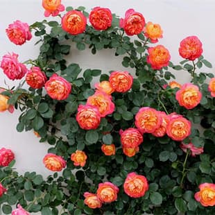 Climbing Romantic Baby Rose Seedling Climbing Baby Climbing Vine Plant Multi-Flower Rose Vine Rose Pot