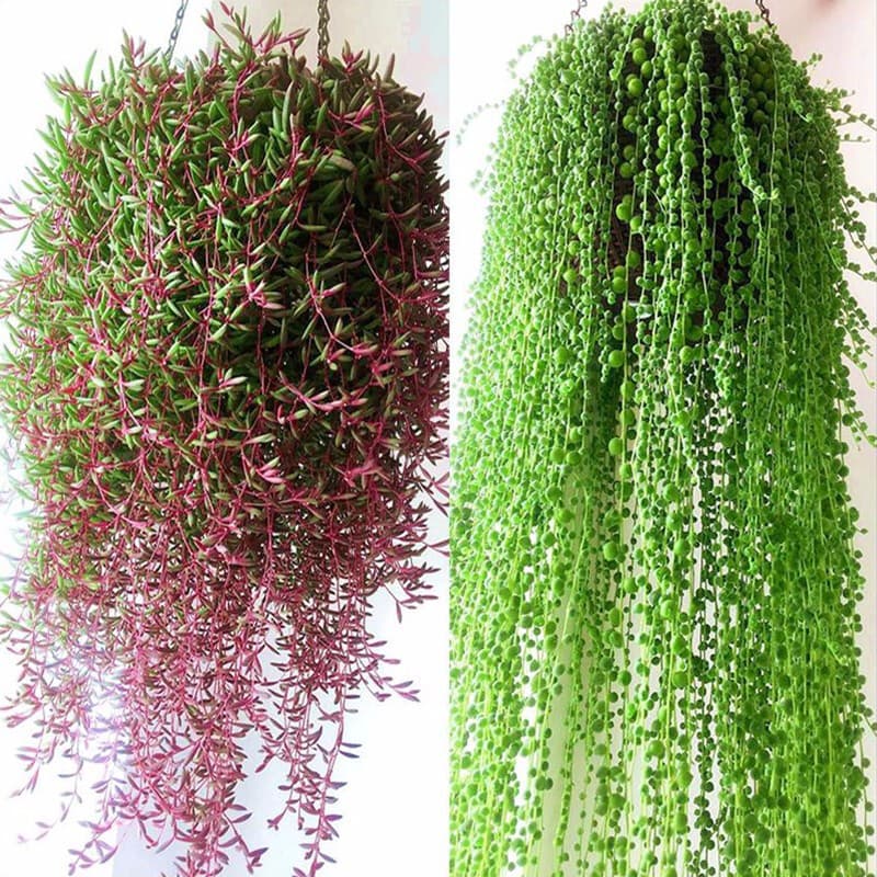 Succulent String of Tears Hanging Basket, Purple Moon, String of Pearls Succulent