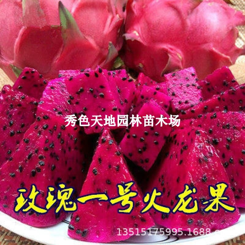 Red Heart Pitaya Seedlings Potted Rose No. 1 Guihonglong Big Red Dragon Bird's Nest Yellow Skin Pitaya Saplings with Roots