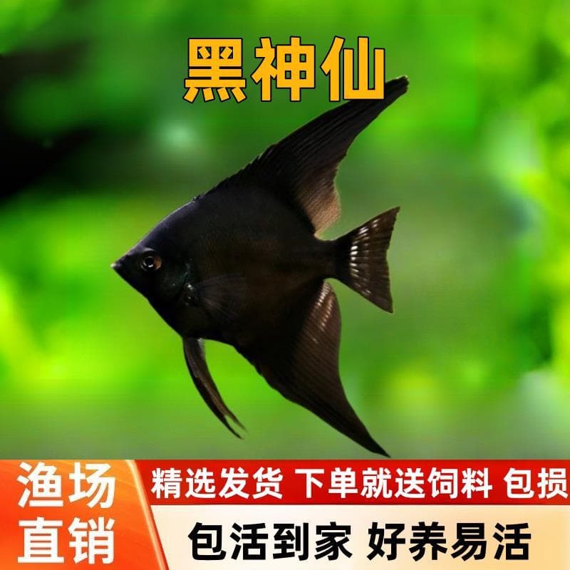 Black Angelfish Aquarium Planted Tank Freshwater Tropical Ornamental Fish Fortune Angel Fish Black Swallow Pet Fish Live