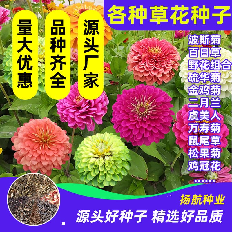 Flower Cosmos Seeds Zinnia Sulfur Chrysanthemum Wildflower Combination Gesang Flower Coneflower Orchid Flower Seeds