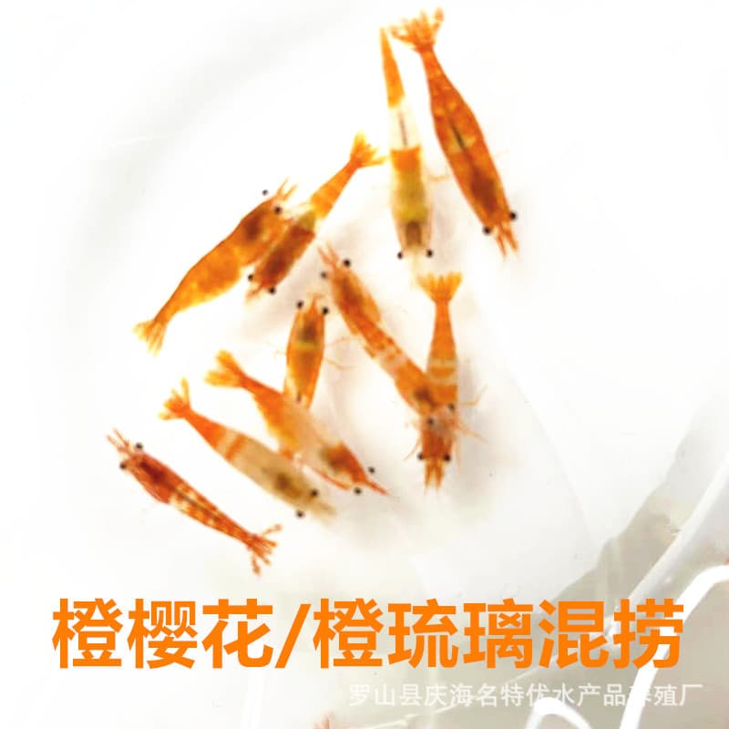 Free shipping, mixed Orange Crystal and Orange Sakura shrimp, random male/female, pet shrimp, ornamental shrimp, direct from farm