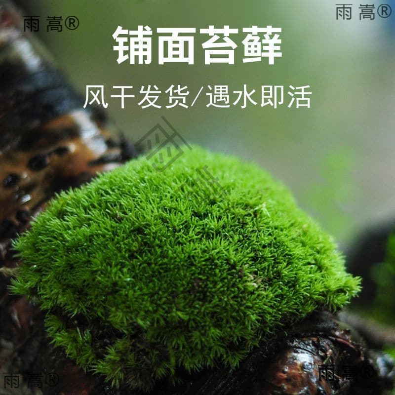Fresh Moss and White Hair Moss for Rockery Bonsai, Terrarium Landscaping, and DIY Ecological Bottles