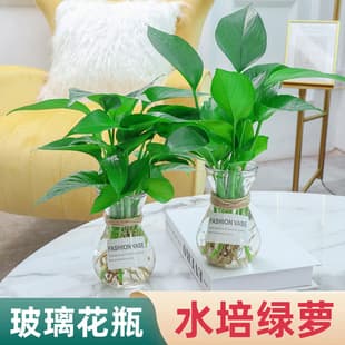 Pothos Hydroponic Plant, Potted Pothos, Indoor Flower, Green Plant Decoration, Water Cultured Plant, Air Purifying, Large Leaf Pothos