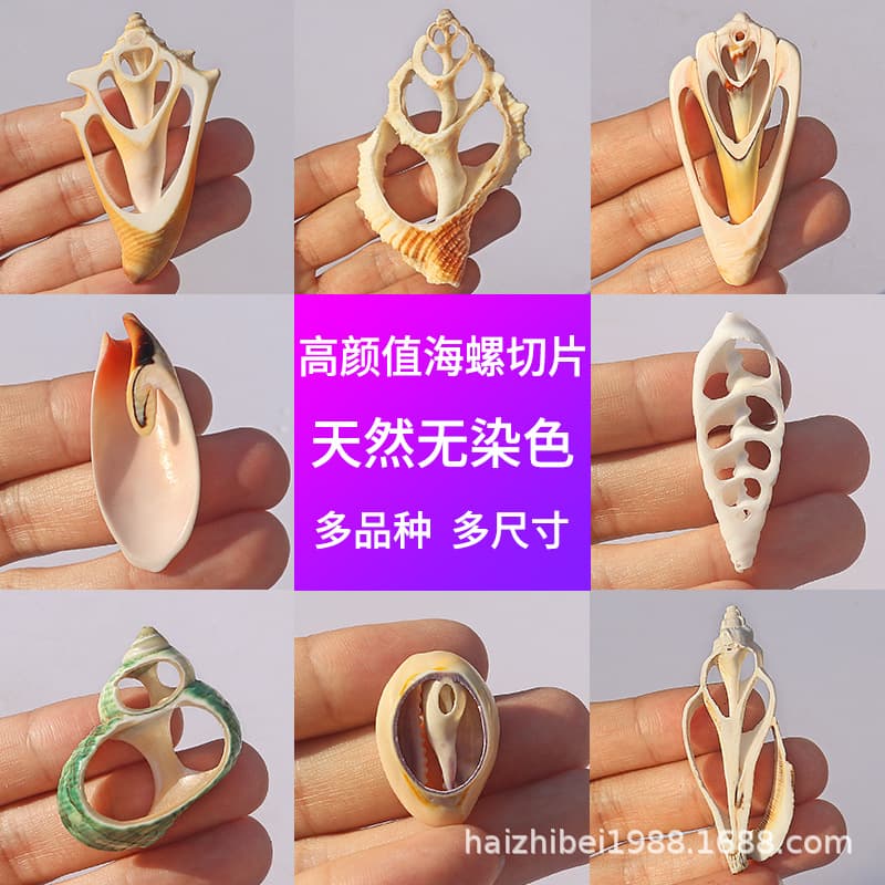 Natural Seashell Slices, Rose Conch for DIY Clothing Accessories, Craft Necklace Materials Wholesale