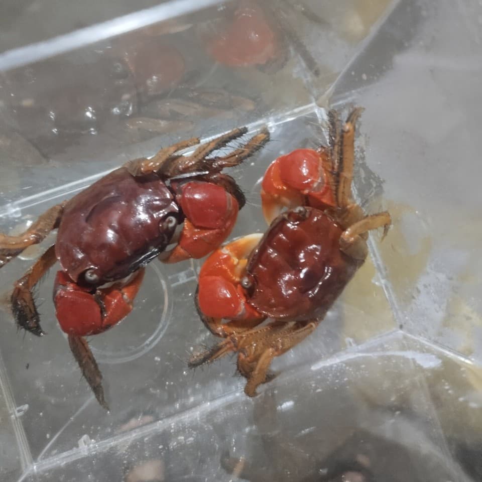 Fiddler Crab Pet Live Crab for Aquarium Ornamental Freshwater Crab Wholesale Xiangshou Crab Aquatic