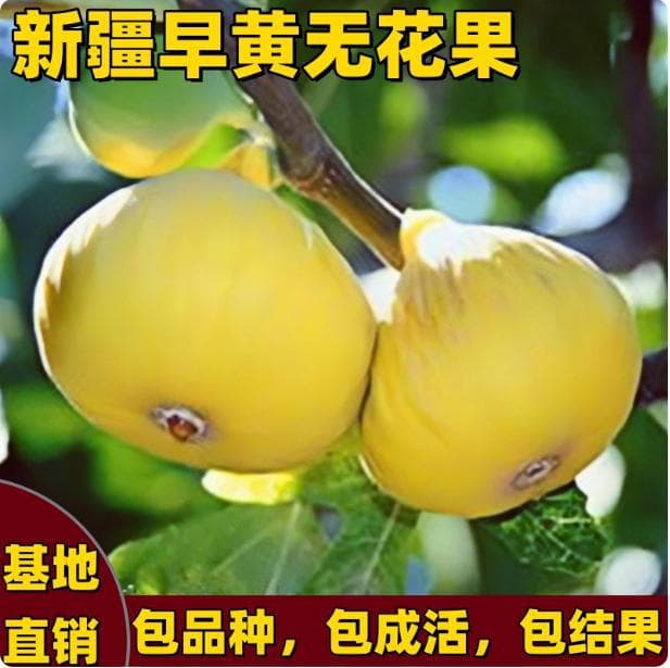 Large Fig Tree Seedling, Boji Hong, Suitable for Courtyard Ground Planting in South and North China, Dwarf Fig Tree Seedling, Green Skin