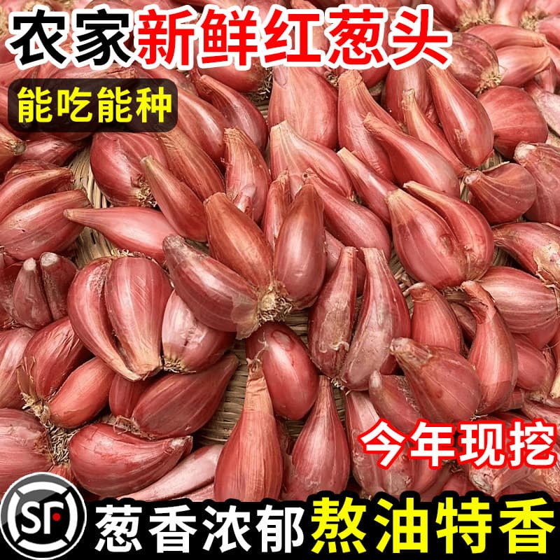 Fresh Scallion Bulbs with Firm White Stalks Sichuan Fire Shallot Four-Season Small Fragrant Shallot Hairy Shallot Red Onion Bulbs