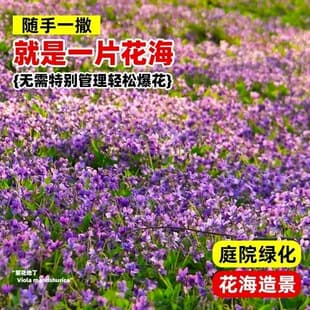 Purple Violet Seeds Four Seasons Planting Potted Medicinal Bitter Violet Seeds Courtyard Flower Seeds Easy to Grow Outdoors