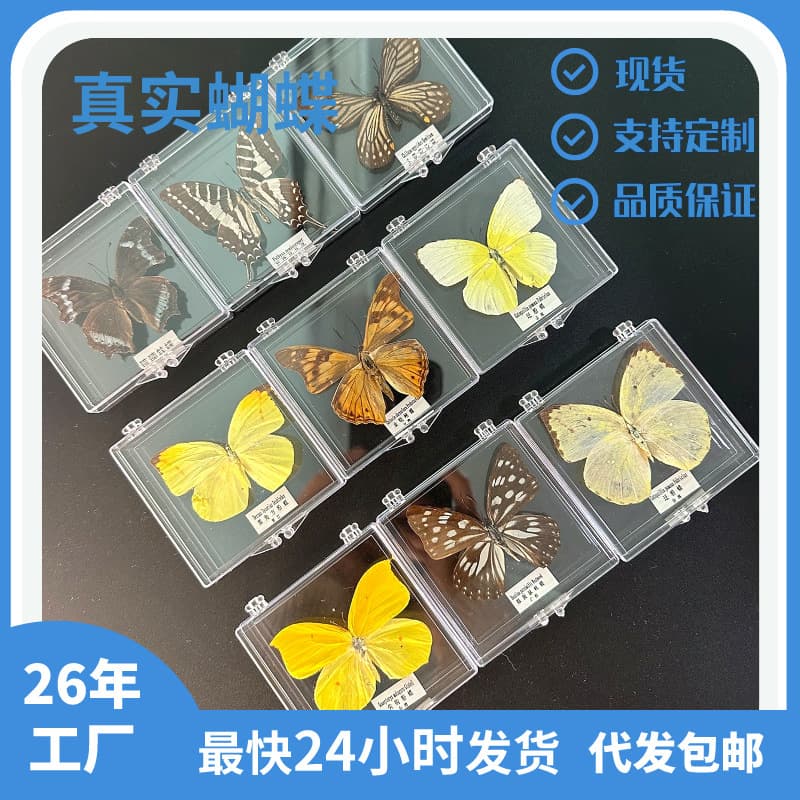 Zhenfang Crafts real insect specimens in transparent boxes, featuring spread-wing butterflies, ideal as graduation gifts for girls and children, for research and collection.