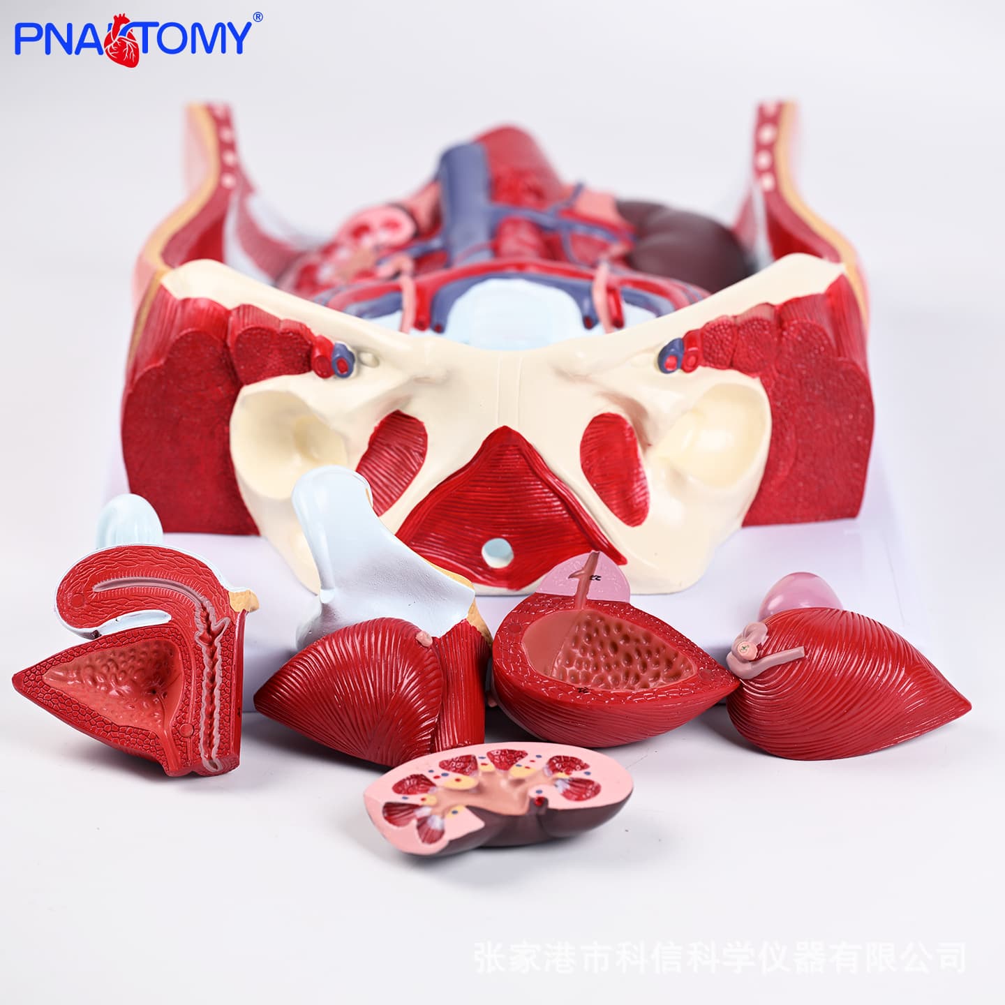 Hermaphrodite 6-part detachable model of male and female urogenital system medical doctor-patient communication training props