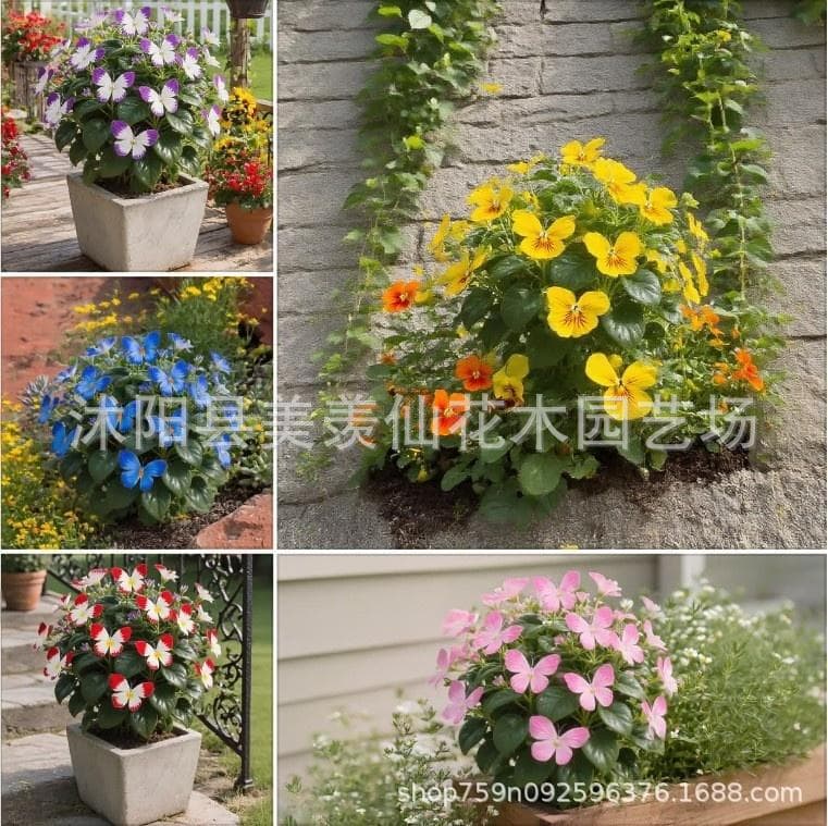 Moonlight Butterfly Flower Seeds, Butterfly Seeds, Horned Pansy Seeds, Garden Flower Seeds for Courtyard