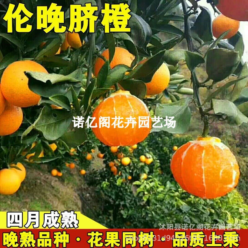 Lunwan Navel Orange Seedling, Late-Maturing Sweet Orange Sapling, Potted or Ground-Grown Fruit Tree