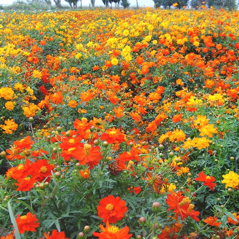 Sulfur Cosmos Seeds, Drought-Tolerant Plant Seeds for Landscape Greening and Flower Sea, Four Seasons, Easy to Grow, Cosmos Flower Seeds