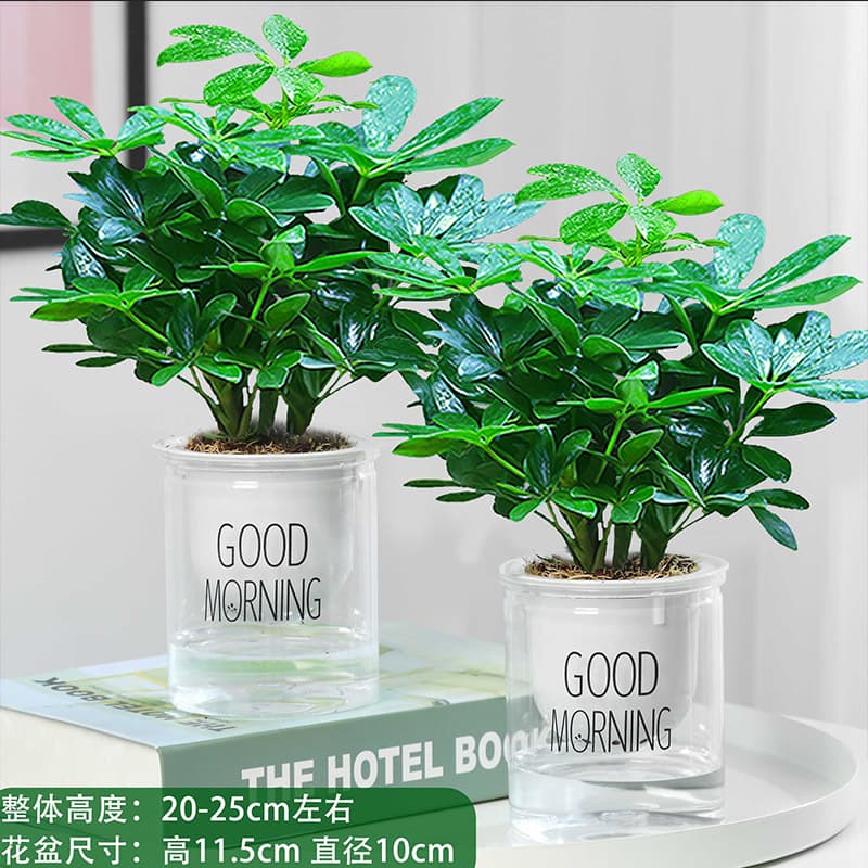 Bafanglaicai Duck Foot Wood Evergreen Office Balcony Green Plants Potted Florals Fortune Saplings Hydroponic Seedlings