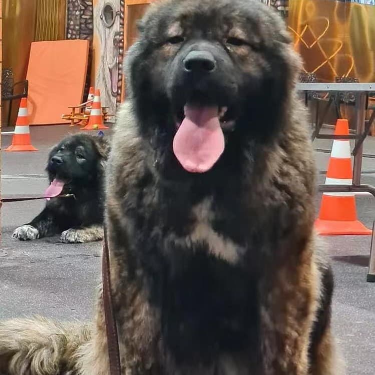 Caucasian Shepherd Dog Live Pet Dog Purebred Family Guard Dog Working Dog Vaccinated Purebred Puppy