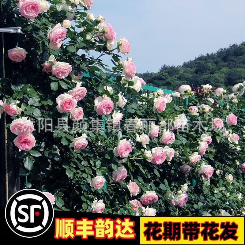 Wholesale Climbing Plants Flower Potted Plants Balcony Four-Season Blooming Rose Seedlings Climbing Roses Abundant Flowers