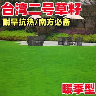 Taiwan No. 2 Grass Seeds Lawn Seeds Zoysia Grass Dwarf Evergreen Seeds Taiwan Green Grass Seeds Taiwan Grass Grass Seeds