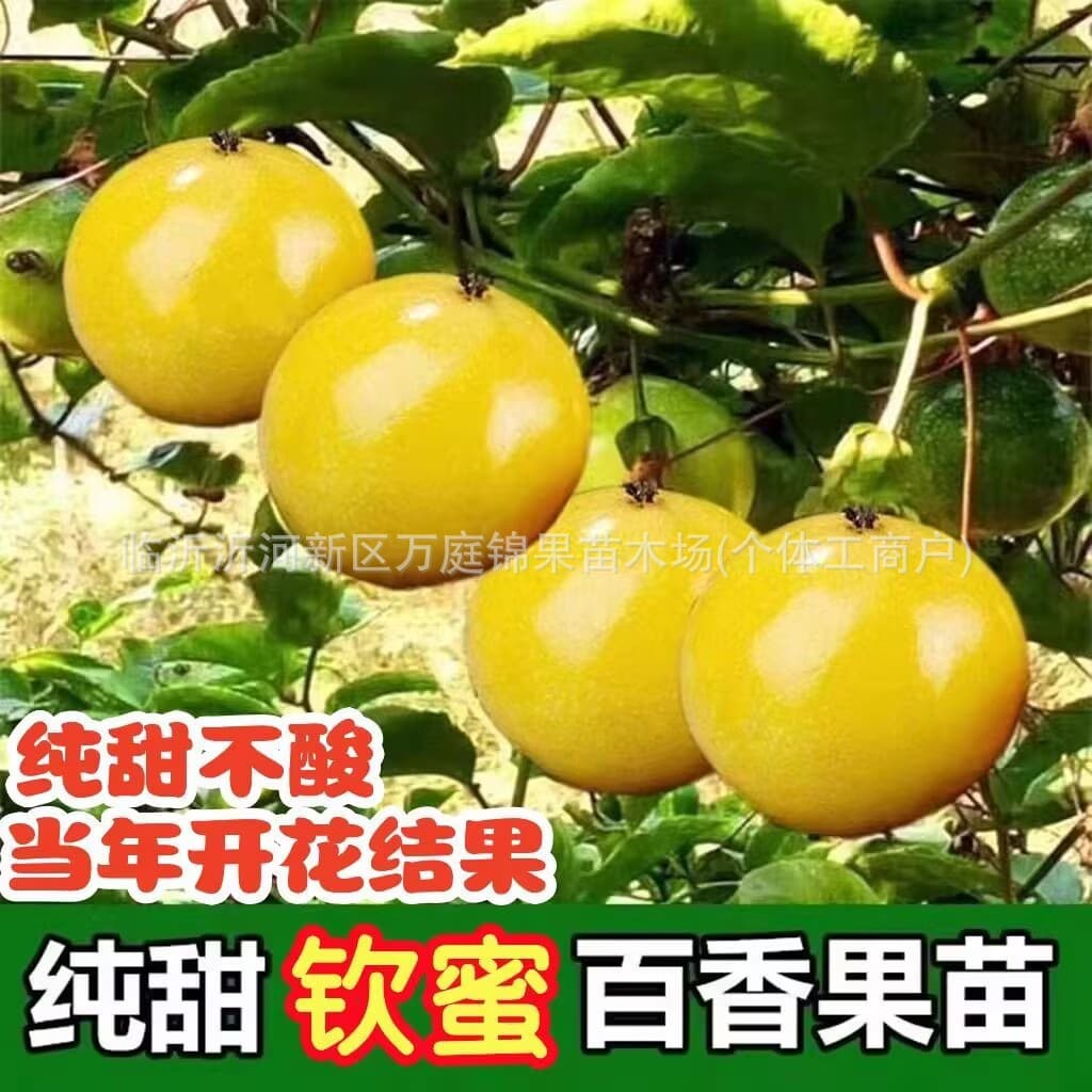 Passion Fruit Seedlings - Qinmi No. 84, Brazilian Passion Fruit Seedlings, Passion Fruit Tree Seedlings, Bear Fruit in the Same Year