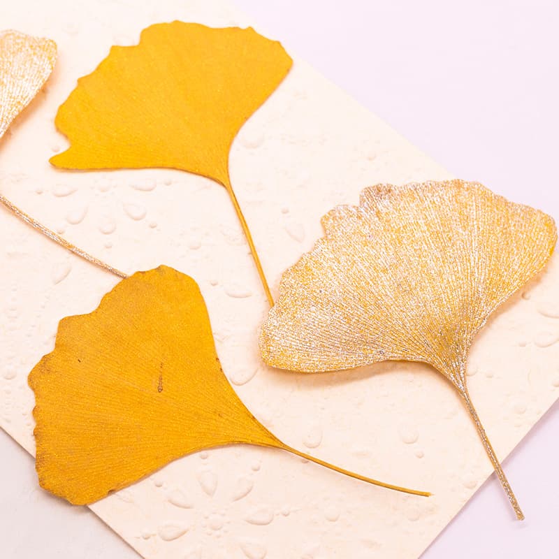 Ginkgo Leaf Pressed Flower Teaching Material Dry Flower Drip Glue Mobile Phone Case DIY Natural Flower Leaf Decorative Wall Art