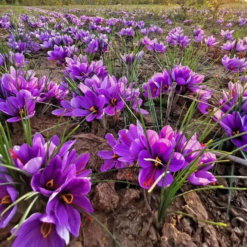 Saffron bulbs, seedlings, flowers, potted plants, saffron, crocus, outdoor garden, hardy plants, bulbs