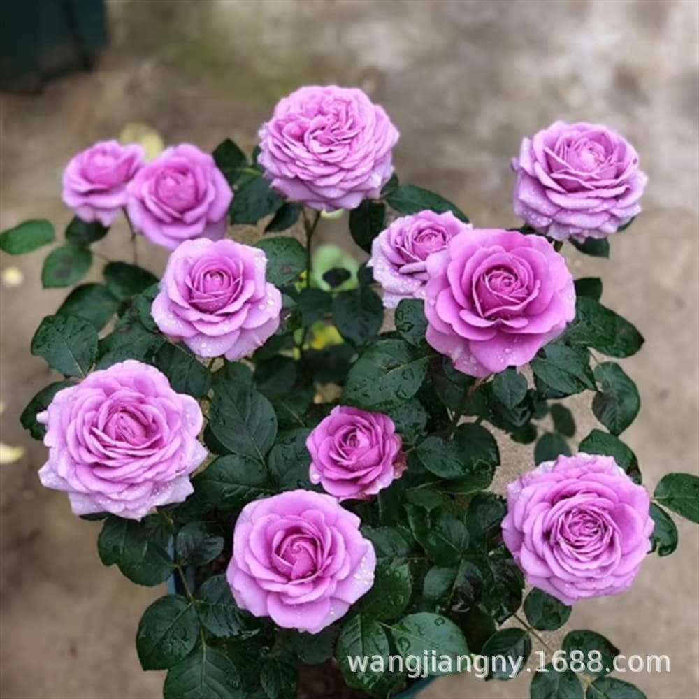 Rose, Chinese rose, and wild rose seeds - red thorny rose, four-season sowing, blooming, climbing plant, garden flower seeds