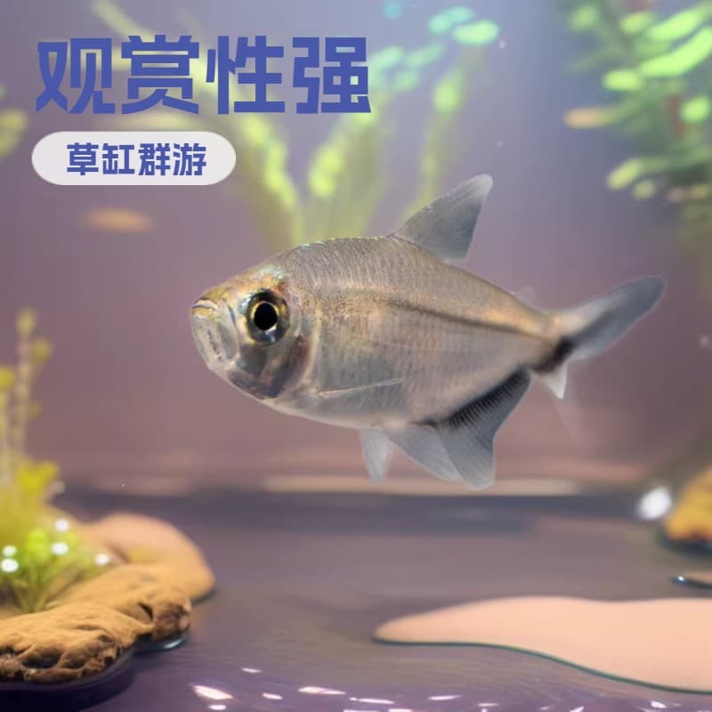 Blacktail Tetra Tropical Fish Ornamental Fish Aquarium Schooling Fish Small Fish Live Fish Blacktail Flag Fish Blacktail Light Fish
