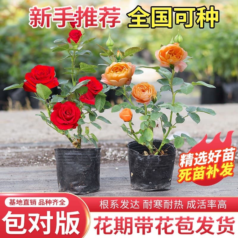 Rose Seedlings, Monthly Rose Saplings, Four-Season Blooming Potted Flowers, Climbing Green Plants, Large Vine Roses, Monthly Rose Seedlings