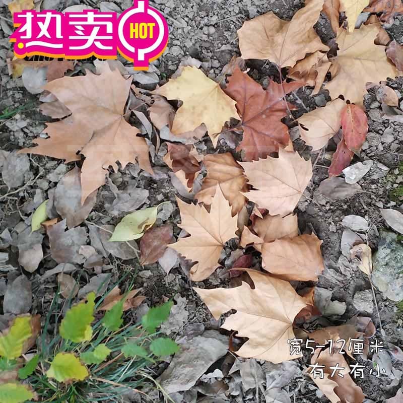 Dead leaves, natural maple leaves, decorative dead leaves, fallen leaves, dried flower stickers, dried sycamore leaf specimens, truly handmade