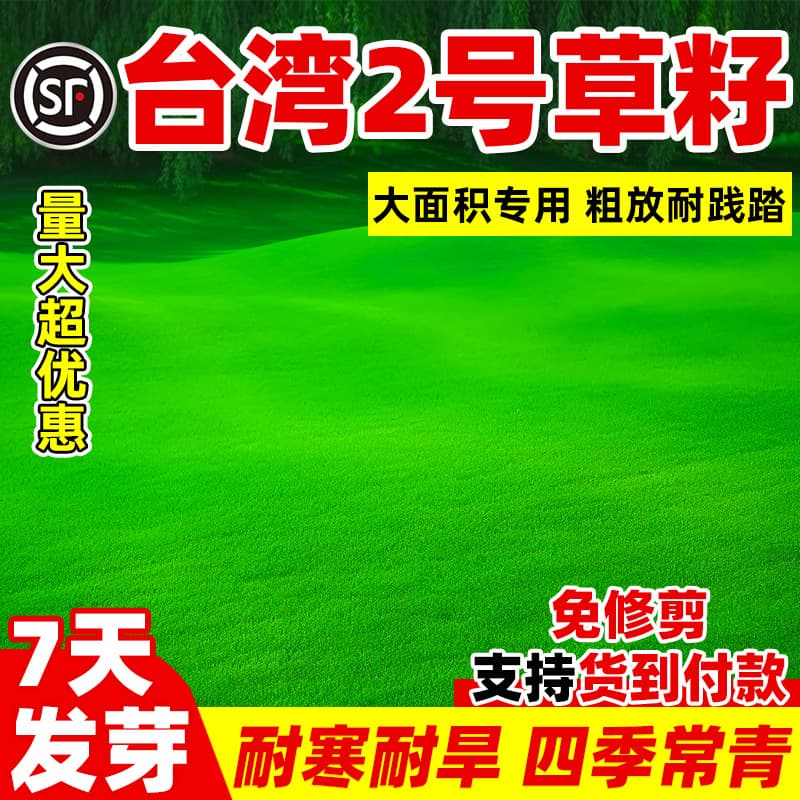 Taiwan No. 2 Grass Seeds, Lawn Seeds, Brome Dwarf Four-Season Green Seeds, Taiwan Grass Seeds, Taiwan Green Grass Seeds
