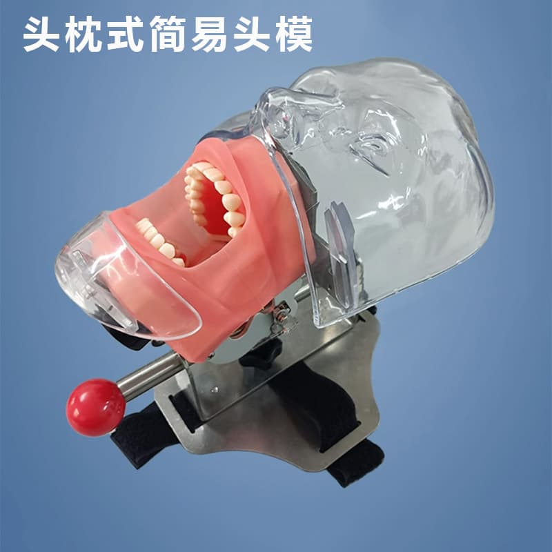 Dental Head Model Simple Simulation Practice Head Model Removable Oral Teaching Head Model Tooth Preparation Practice Teeth Dental Model