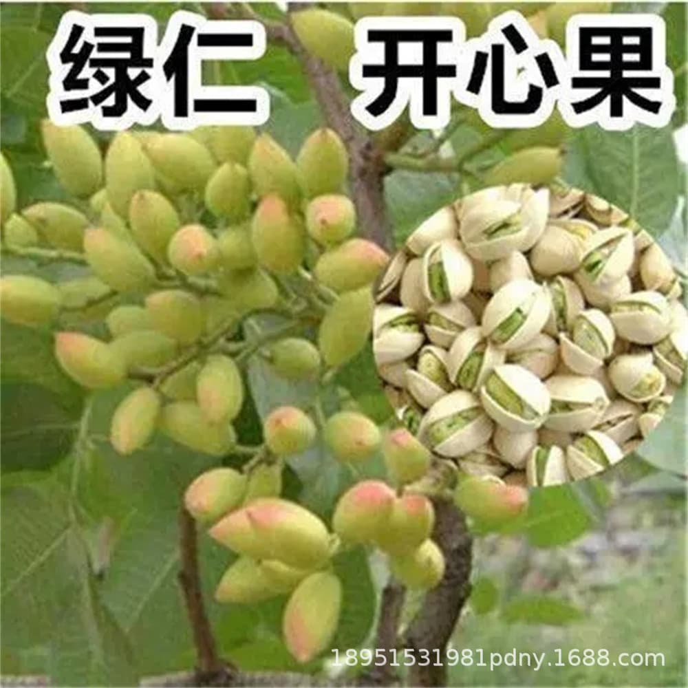 Green pistachio tree seedlings, potted and planted; grafted fruit tree seedlings bearing fruit in the same year; suitable for planting in both southern and northern regions.