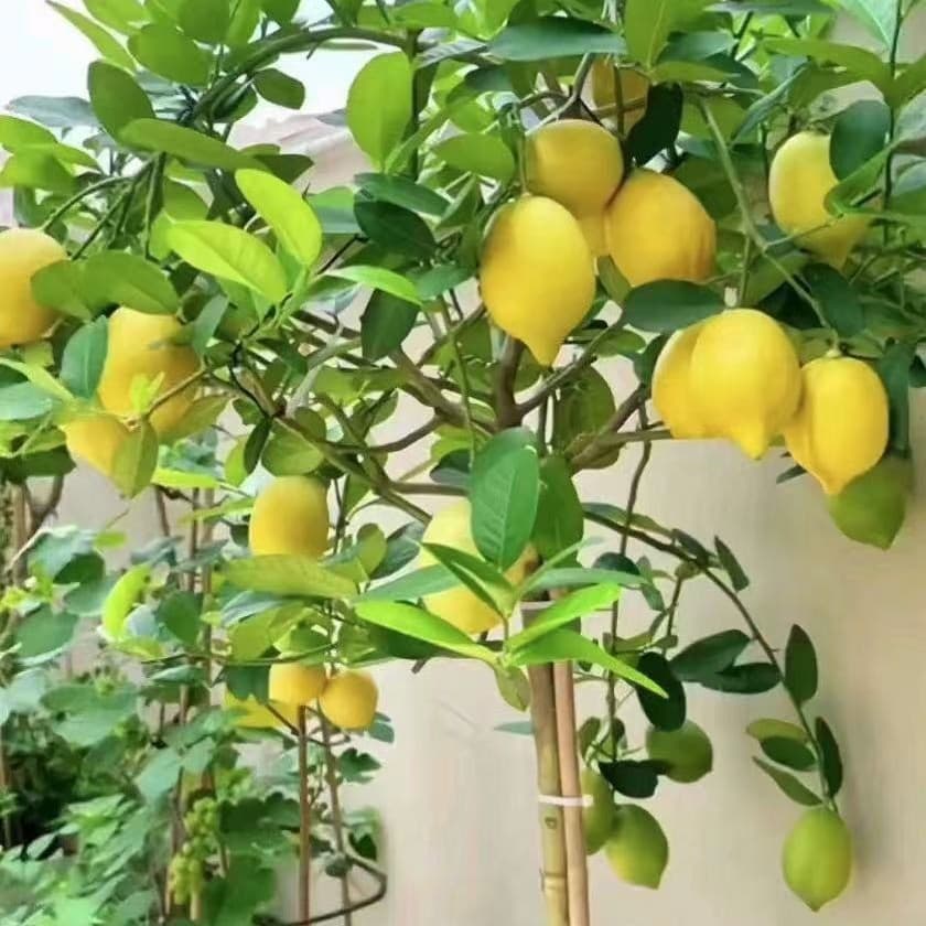 Lemon saplings with fruit lemon saplings green plants potted indoor balcony courtyard plants four seasons fruit perfume lemon trees