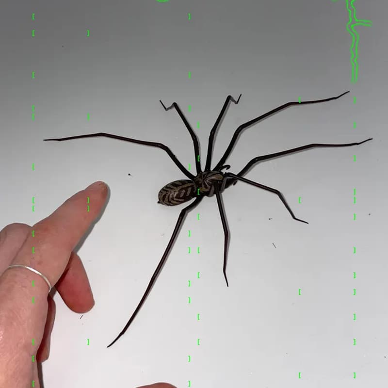 Cross-border hot seller plastic spider decoration prank ornament