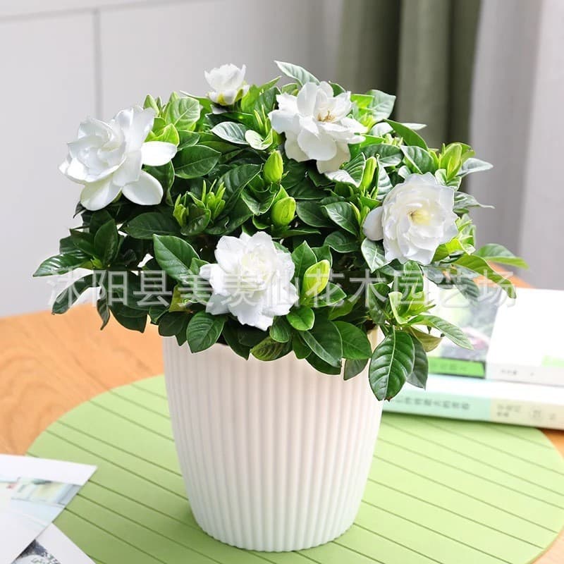 Gardenia Seeds Suitable for All Seasons, Easy-to-Grow Flowering Plant for Indoor and Outdoor Potted Gardens, Flower Seeds