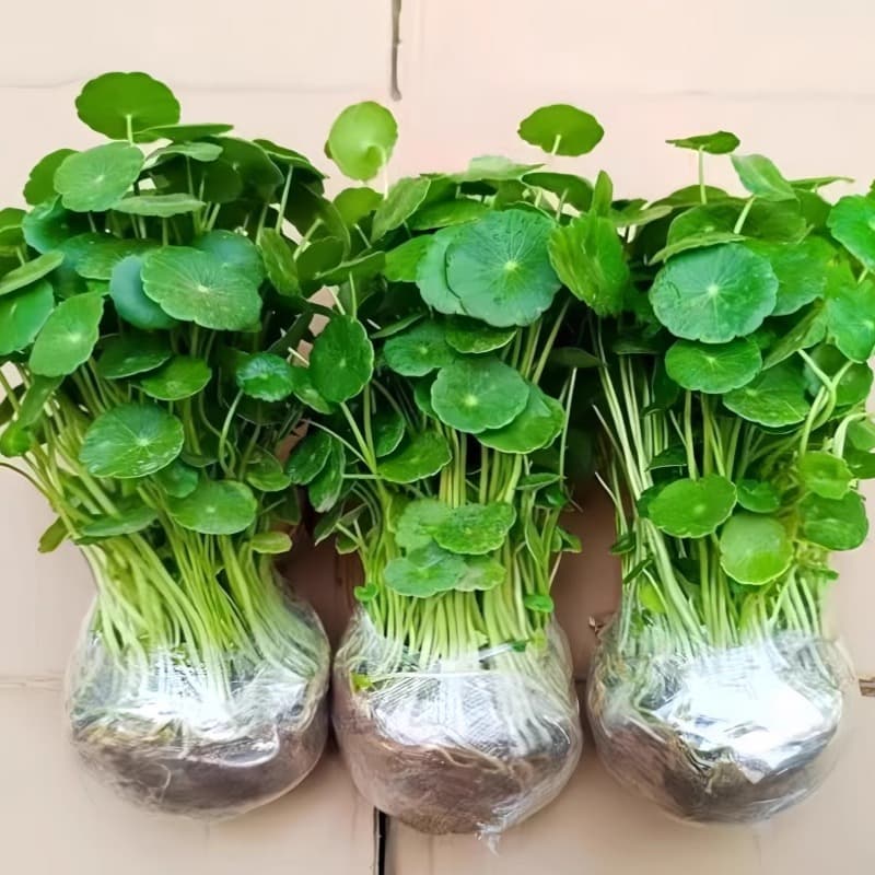 Large-Leaf Pennywort Aquatic Plant, Indoor Easy-Care Water Plant, Money Grass Green Potted Plant, Ideal for Fish Tank Aquatic Plants
