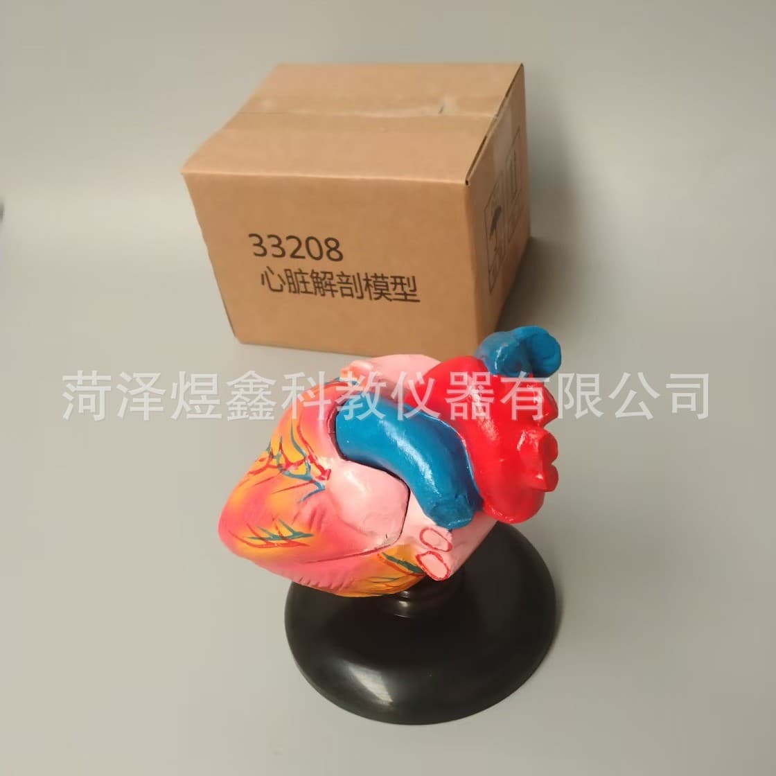 Teaching instrument manufacturer supplies heart anatomy model 33207, biological teaching model.