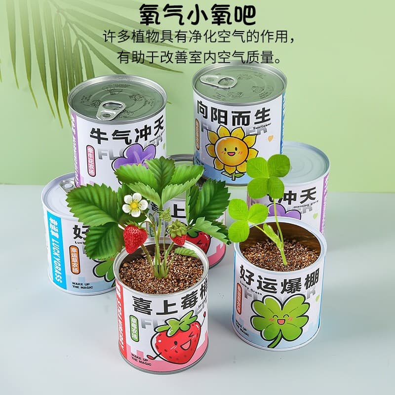 Internet celebrity blessing potted green plants tomato seeds canned plants desktop creative children DIY gifts manufacturer wholesale